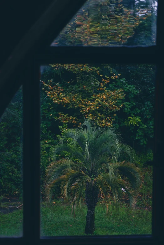 an open window reveals the back side of a tree