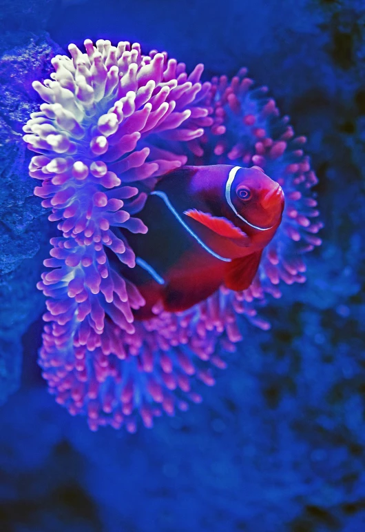 an underwater coral with a fish in it
