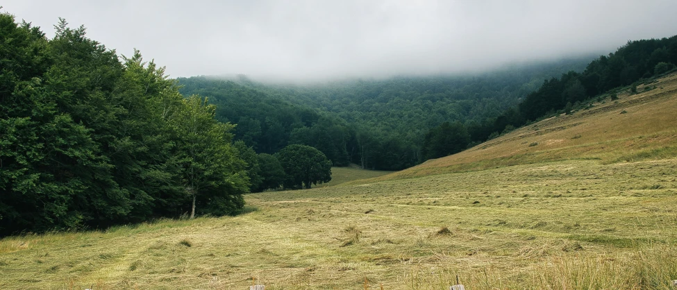 a grassy hillside on a foggy day