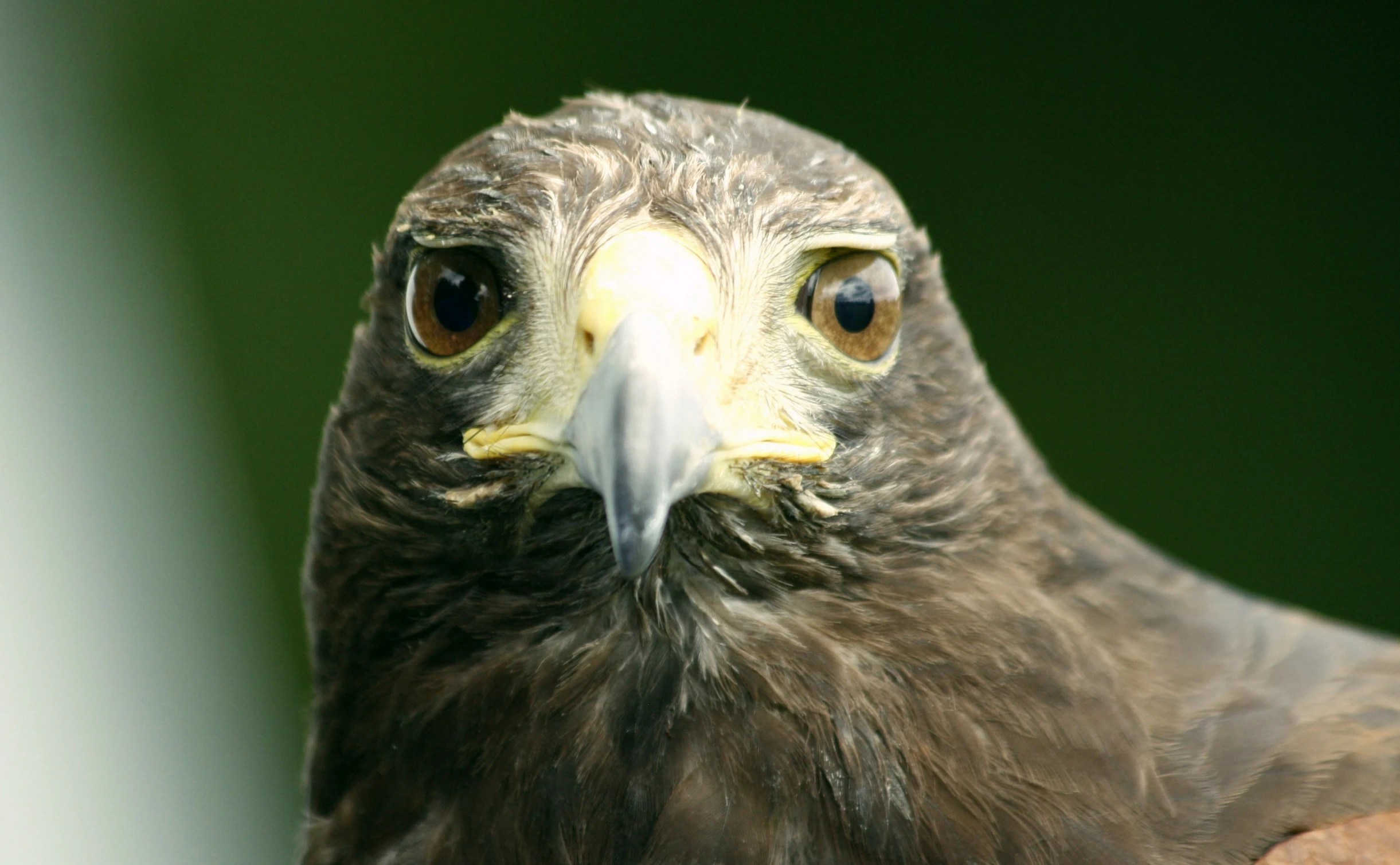 an eagle close up with an interesting look on it's face