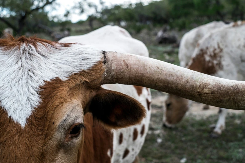 a close up po of some cows with long horns