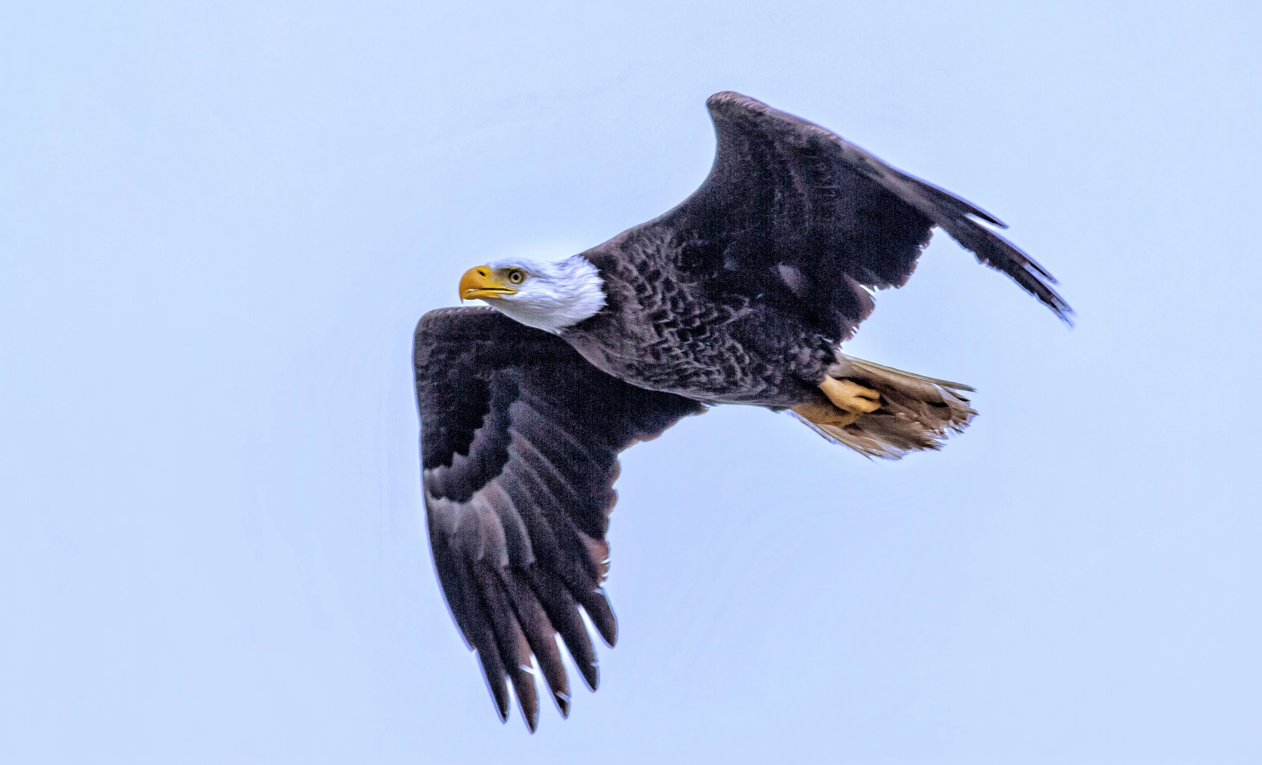 an eagle soaring through the blue sky in motion