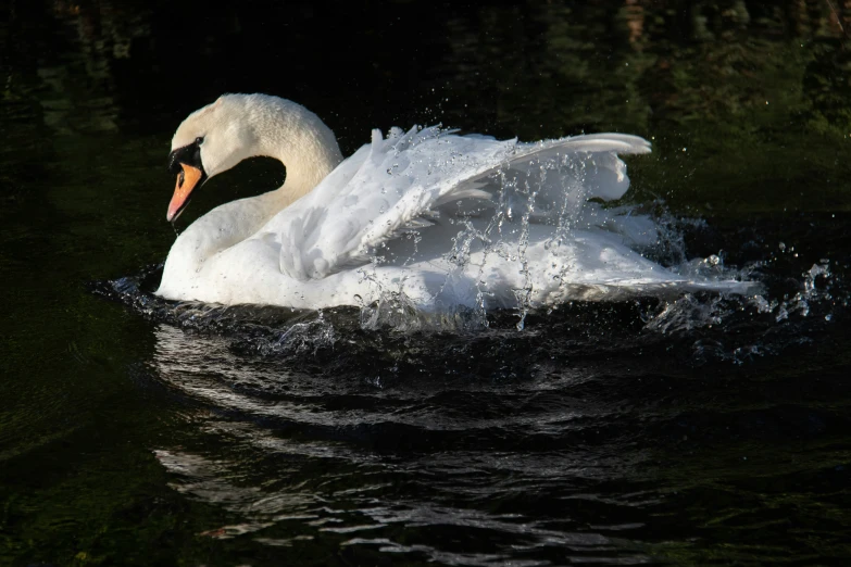 a swan splashing water in the dark