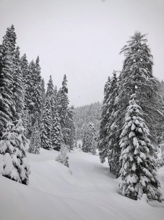 a wintery landscape with evergreen trees covered in snow