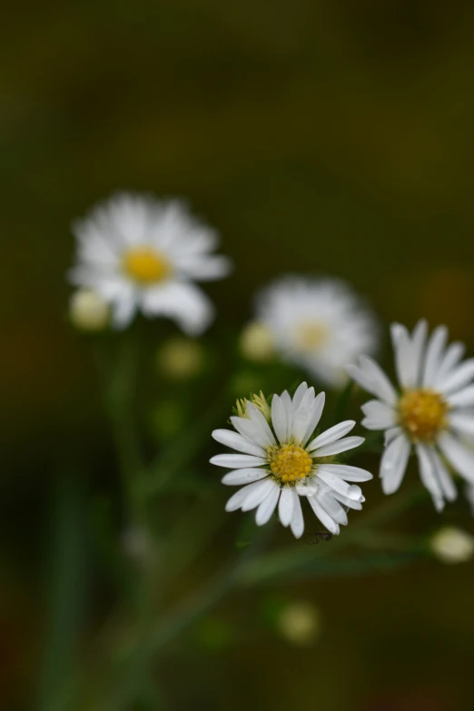 a bunch of daisies are growing in a field