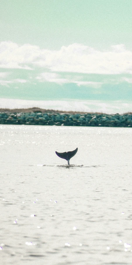 a lone whale lunges in a body of water