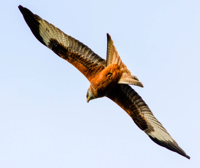 a close up view of a very large bird of prey in flight