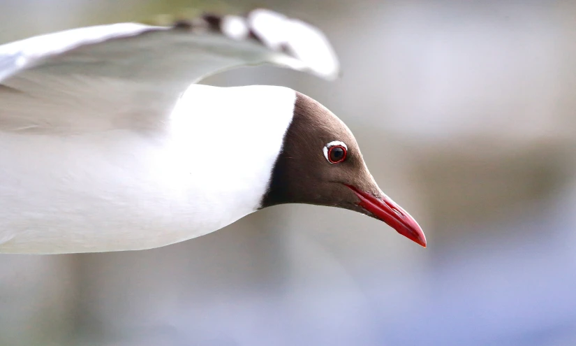 an adult black - browed albama is flapping in the wind