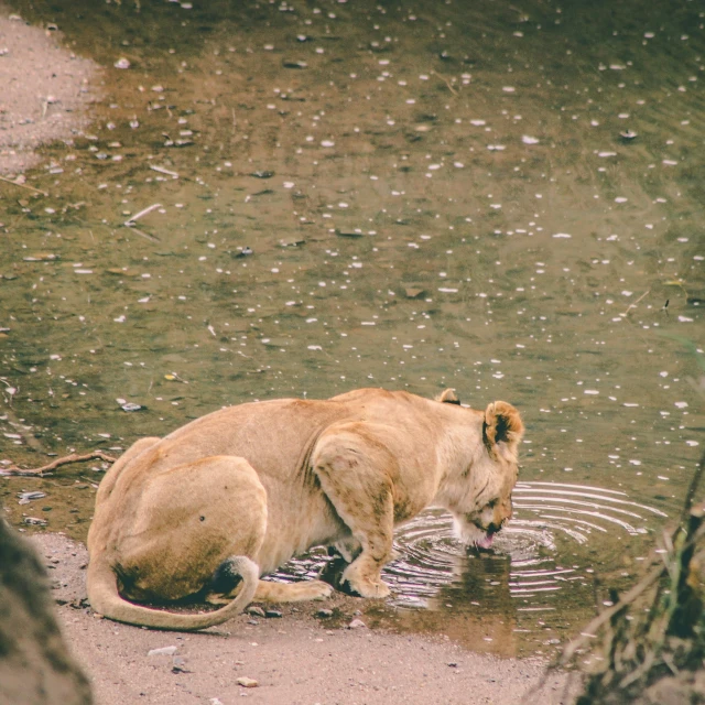 two dogs are playing in a muddy pond