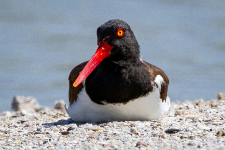 a bird with a bright red beak stands on the beach
