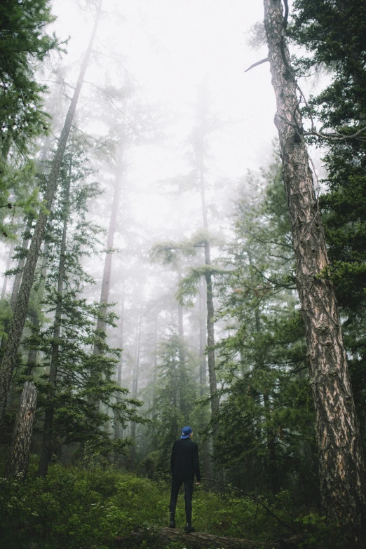 man walking through forest with fog in the trees