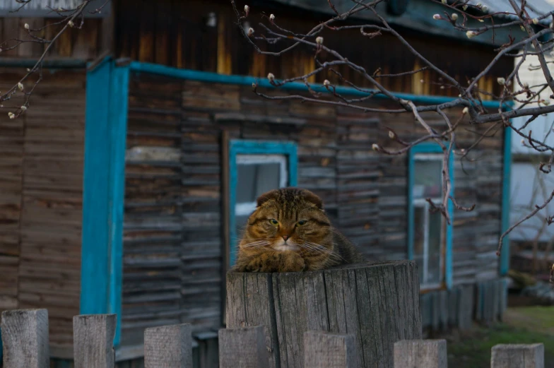 a cat sits on the fence outside of a small house