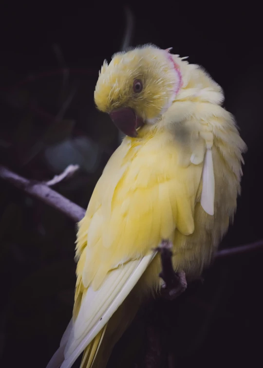 a very cute looking yellow bird perched on a nch