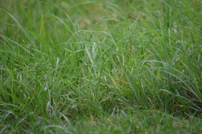 the top part of green grass with little leaves