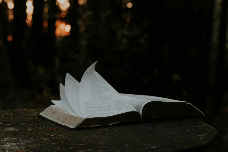 open book in the middle of forest with trees in the background