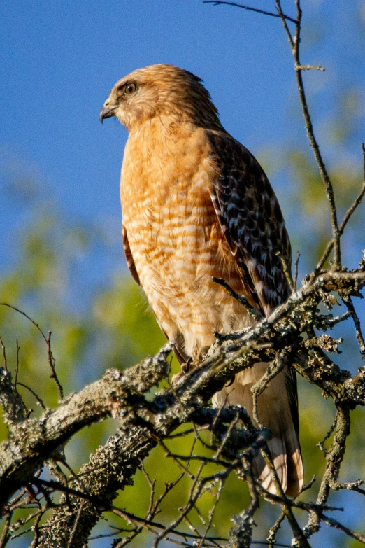 a red tailed hawk is perched on a nch