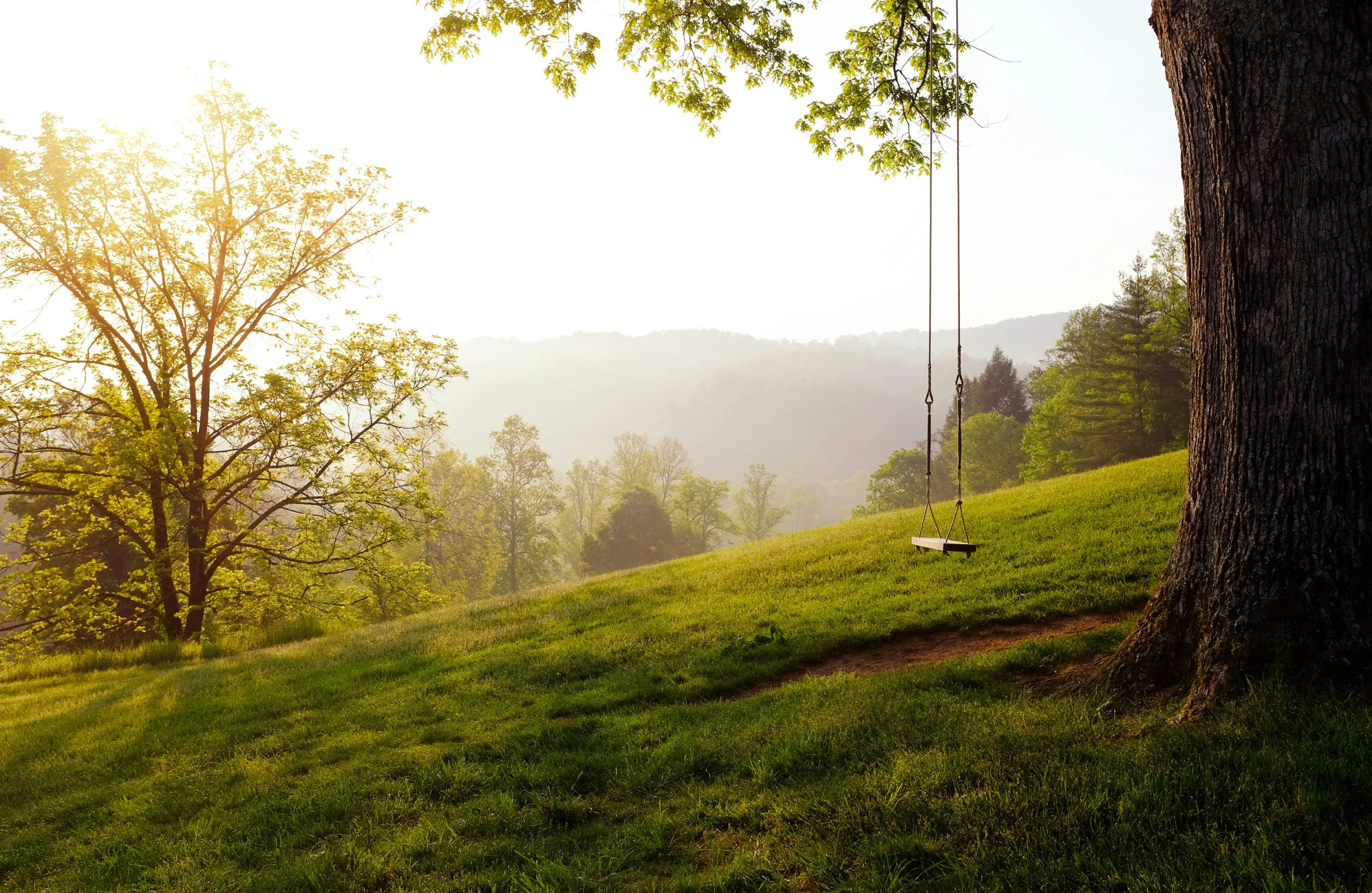 a grassy hill with tree and swing in the middle