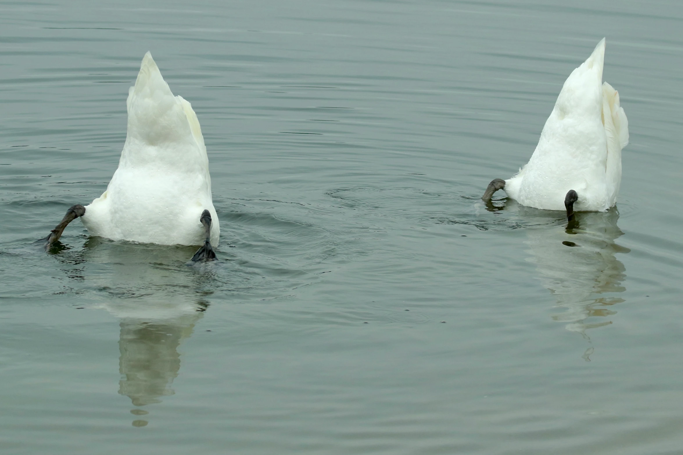 two birds swimming in the lake, one is looking up