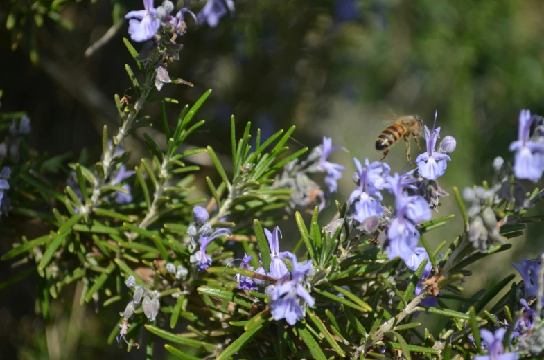 a bee is landing on a rosemary plant