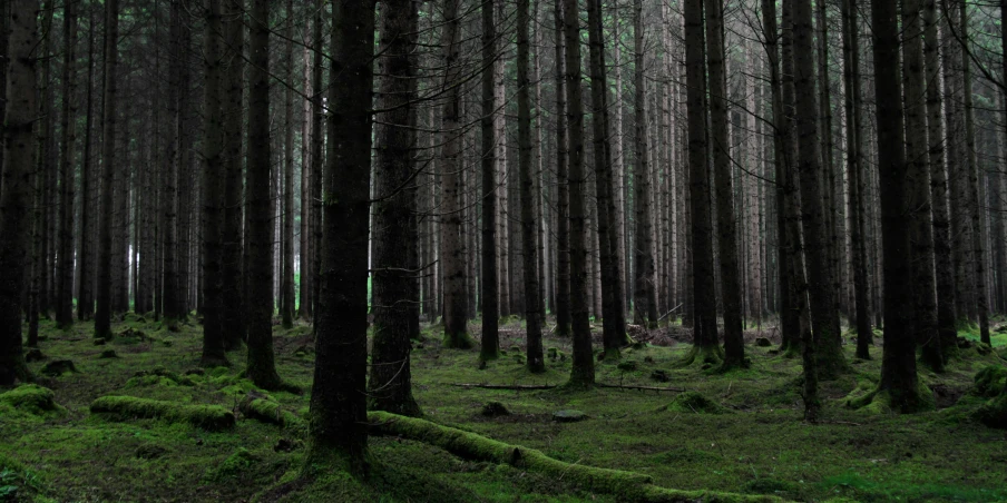 the forest is filled with tall trees, and green grass