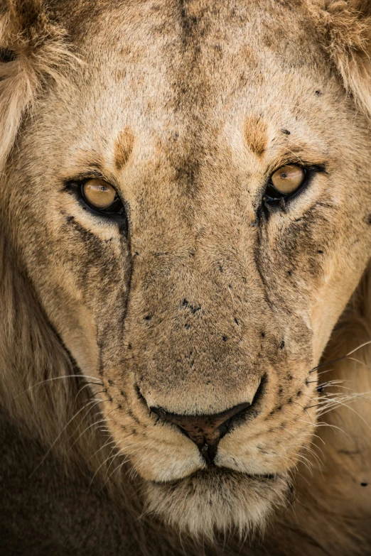 a close - up image of a lion looking at the camera