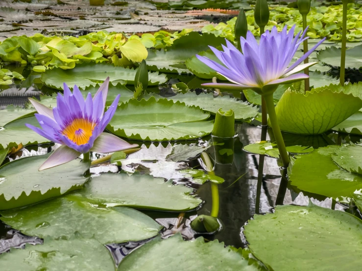 two purple flowers are floating on lily pads