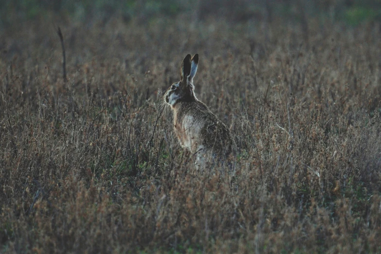 a small rabbit in some dry grass looking at the camera