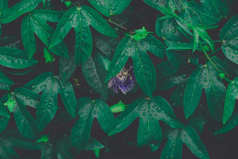 a purple and green leaf covered tree next to a forest