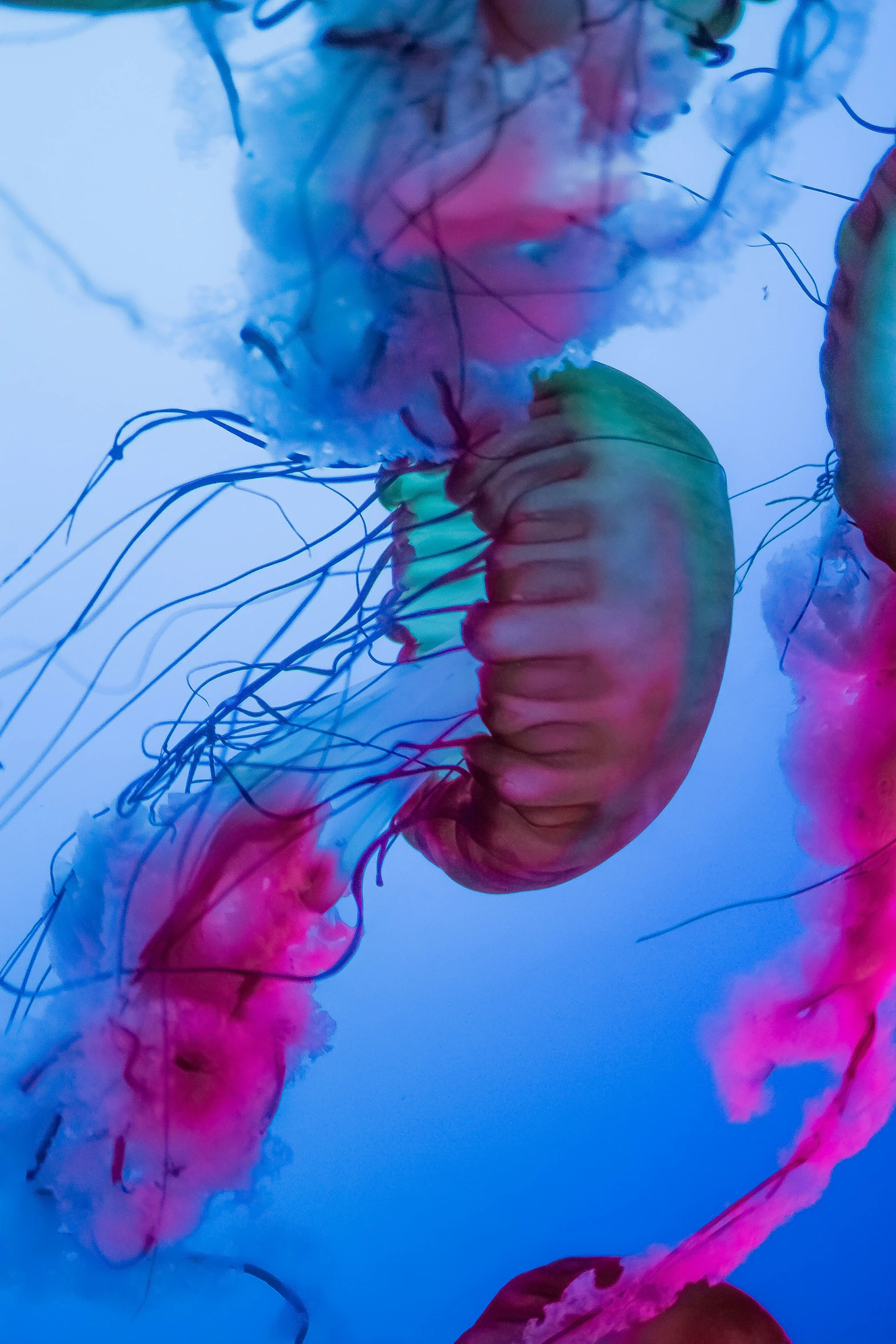 two jellyfish are sitting side by side