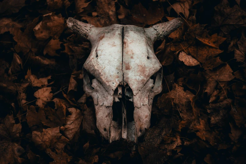 a white cow's skull is shown in the middle of a pile of leaves
