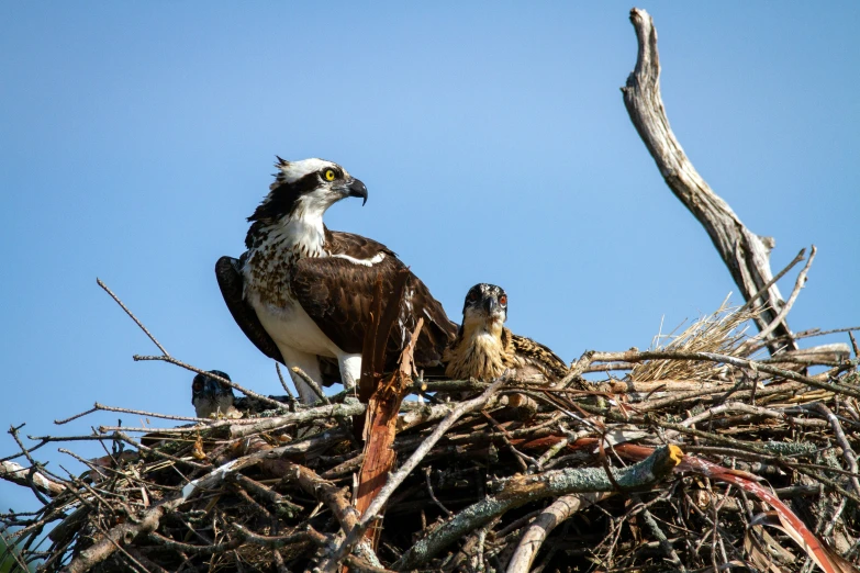 a large bird perched on top of a nest