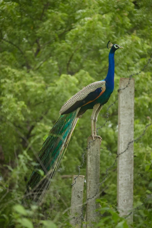 a peacock standing on a post near trees