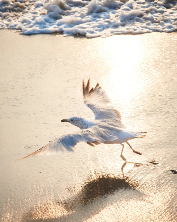 there is a bird flying in the water