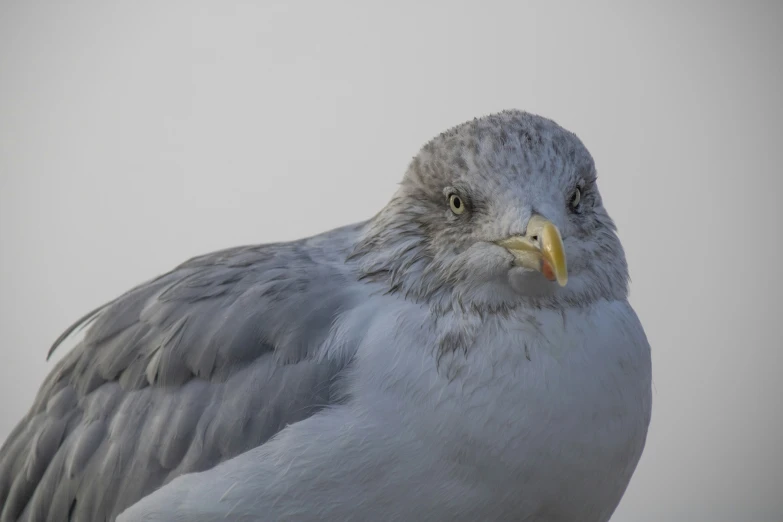 a close up po of a grey bird with yellow beak