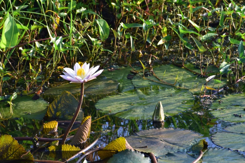 water lily with pink flowers growing in an empty swamp