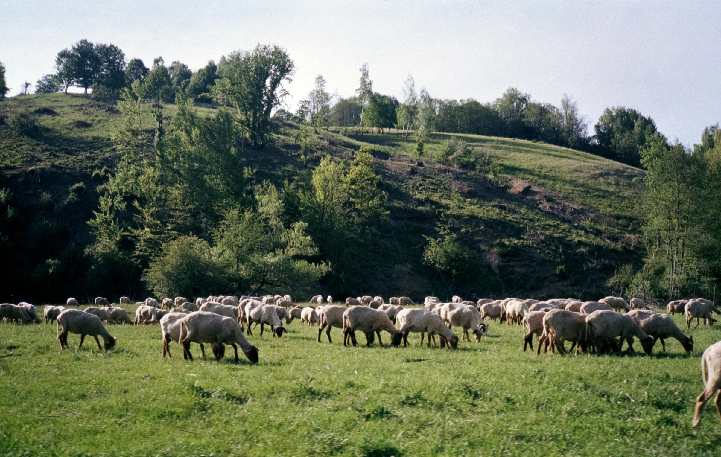 a group of sheep in a grassy field