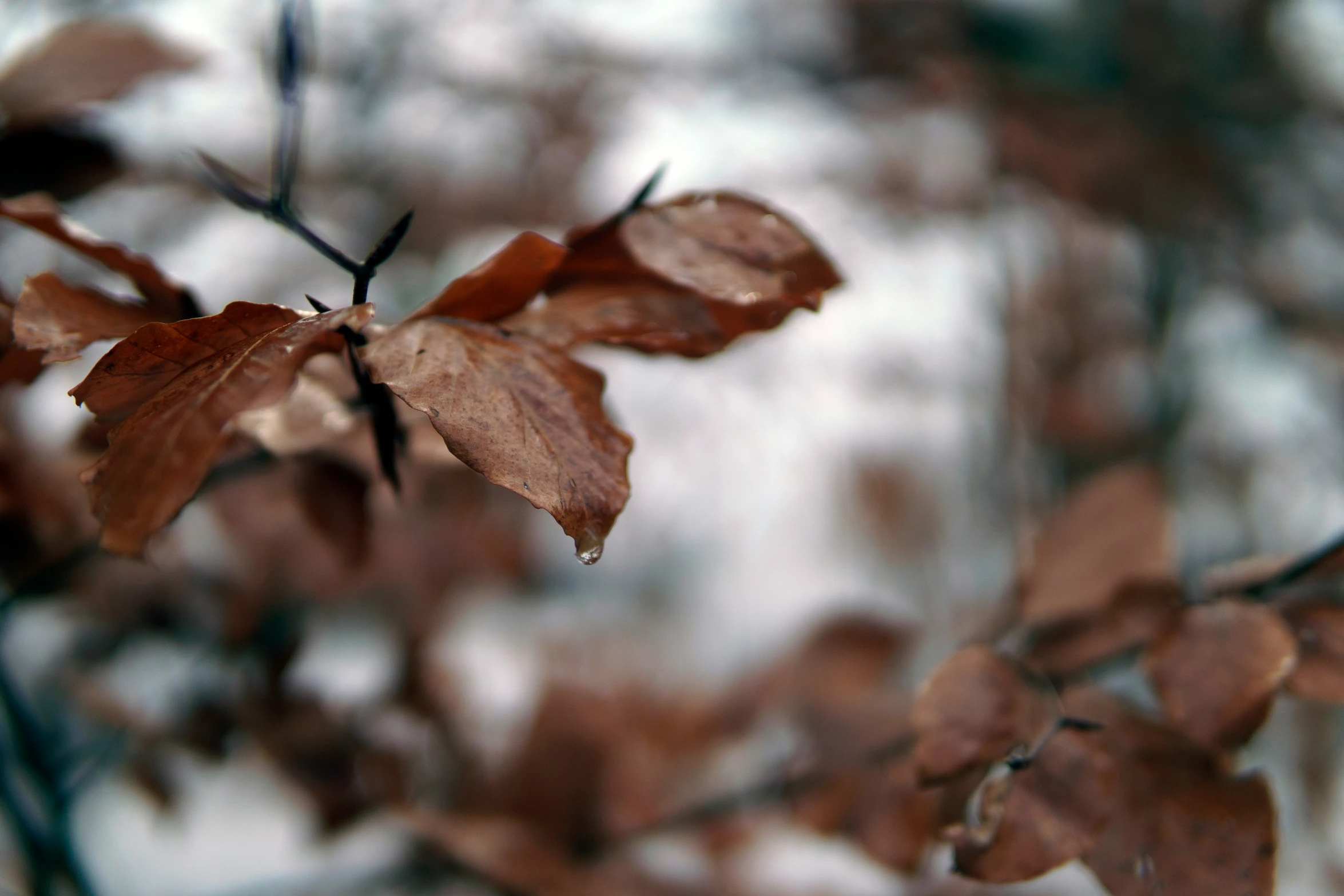 some brown leaves on a tree in the fall