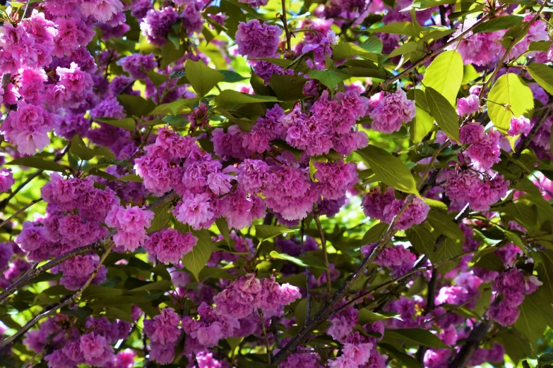 purple flowers are in bloom on the tree