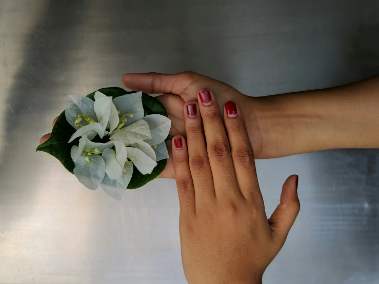 two hands hold onto some small white flowers
