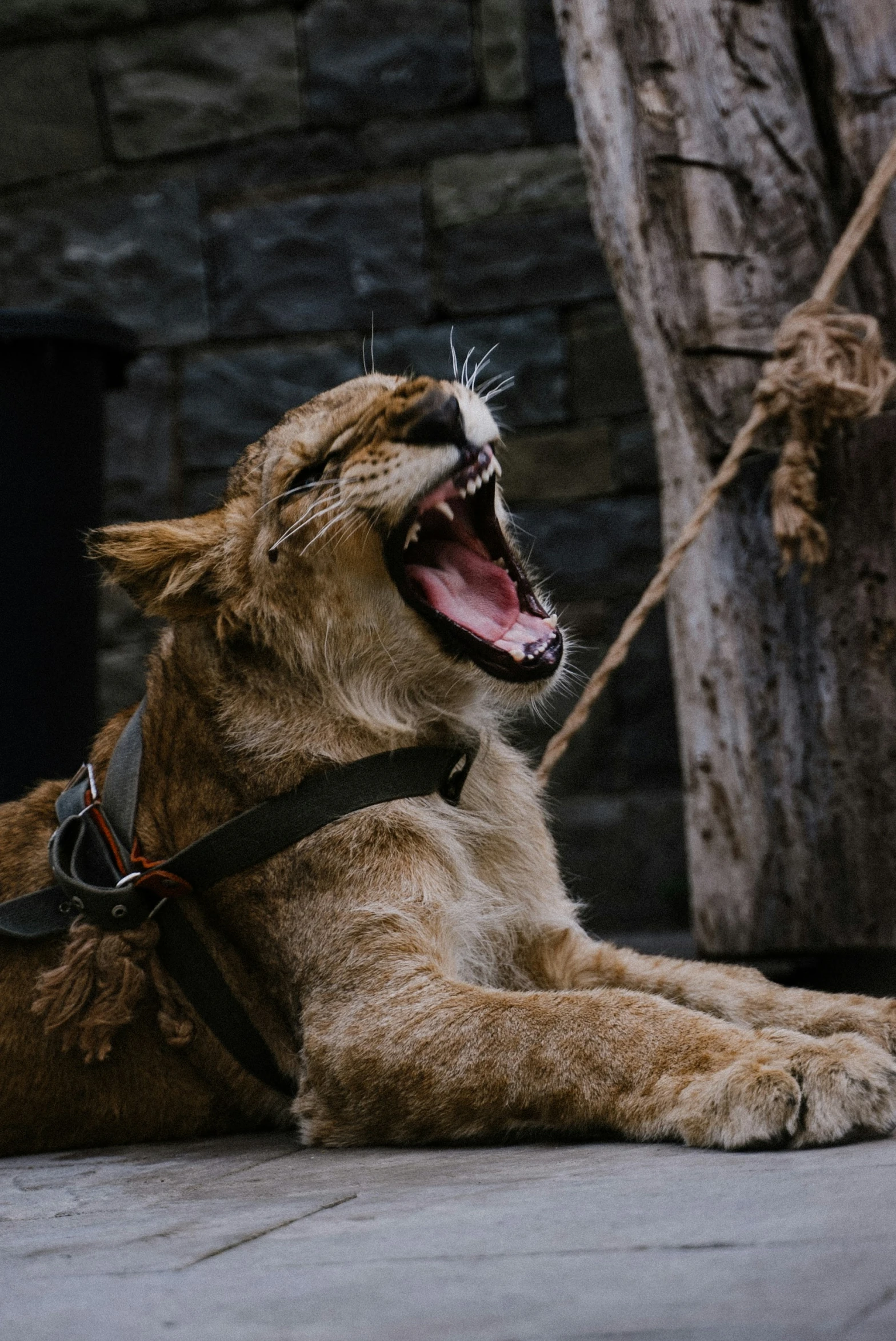 an adult lion with it's mouth wide open