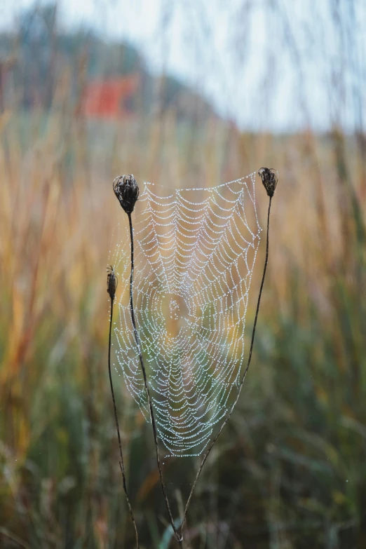 a single web on a plant with some leaves sticking out