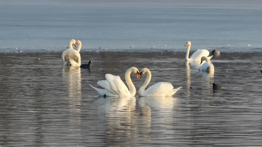 three swans are swimming and some birds in the water