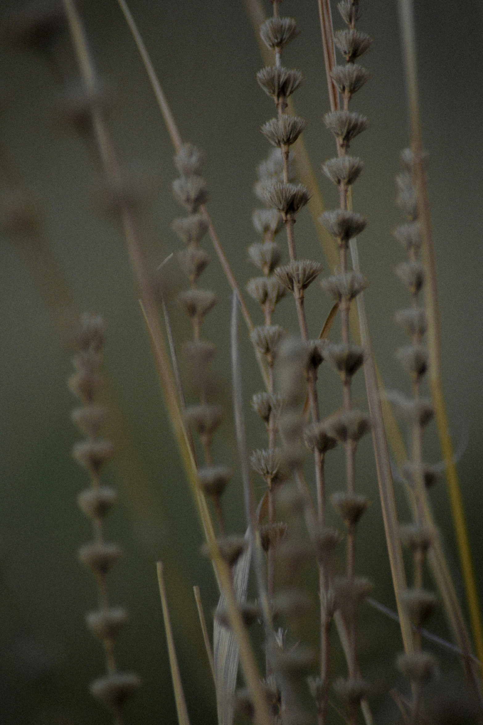 a bunch of plant that is very tall