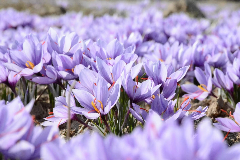 purple flowers growing in a field with a lot of small flowers