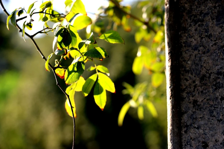 leaves on the nches of an apple tree