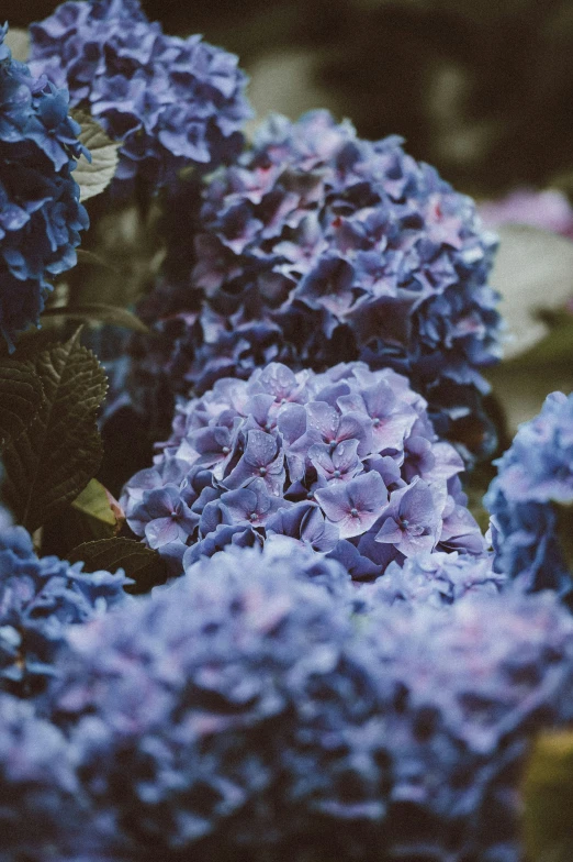 a large group of purple flowers that are next to each other