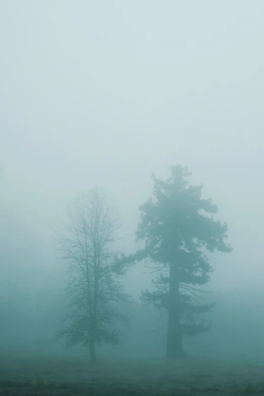 fog is in the air and two trees are standing on a hill