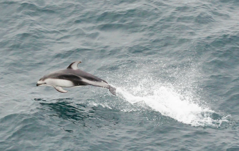 a dolphin is jumping out of the water