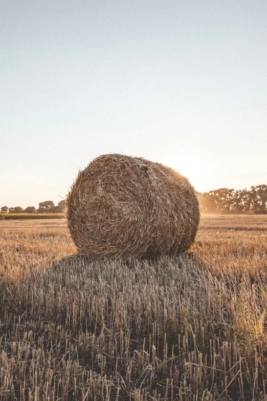 a field full of dry grass and hay bales