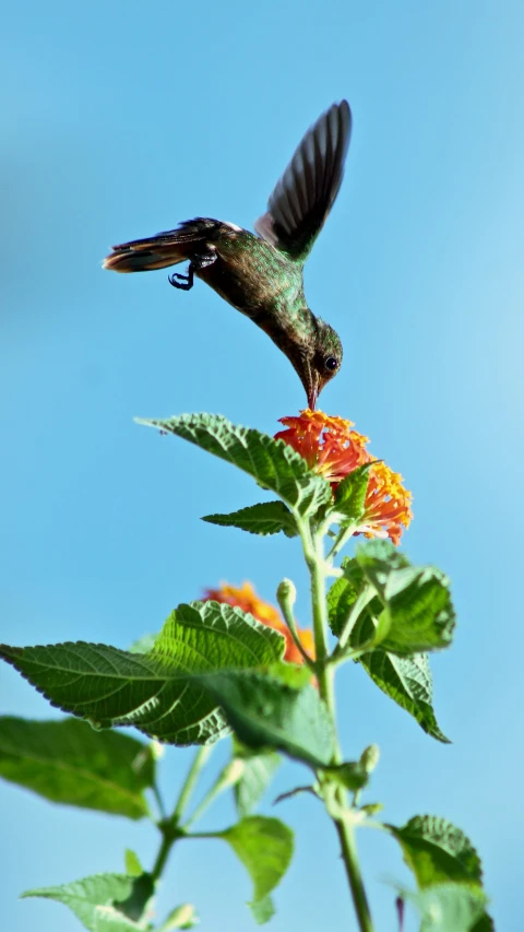 a bird flying away from a flower in the air